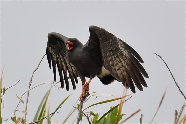 Alligator Cove Airboat Nature Tours - Unforgettable Wildlife Experience
