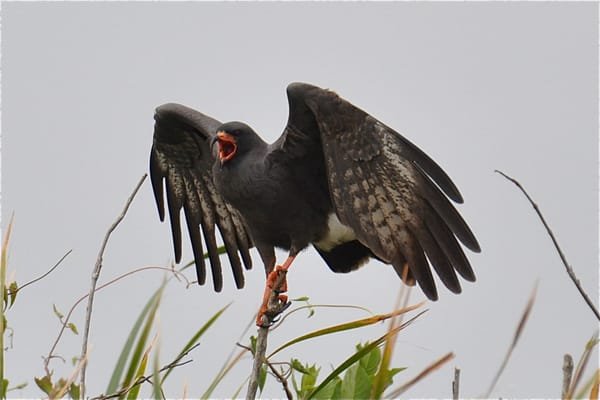Alligator Cove Airboat Nature Tours - Unforgettable Wildlife Experience