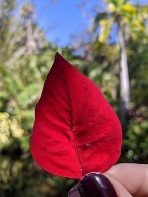 Joy  Gordon Patterson Botanical Garden - A Serene Oasis in Melbourne, FL