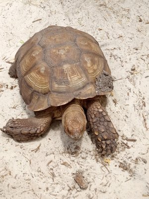 Jungle Adventures: A Thrilling Christmas Adventure in FL