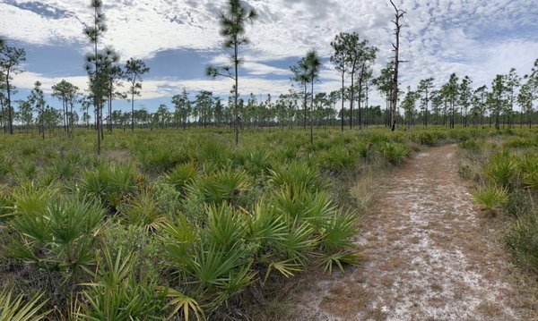 The Disney Wilderness Preserve: A Natural Oasis in Kissimmee, FL