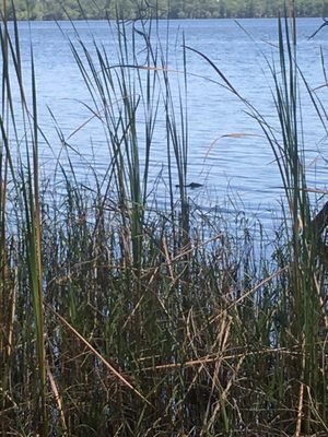 The Disney Wilderness Preserve: A Natural Oasis in Kissimmee, FL