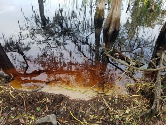 The Disney Wilderness Preserve: A Natural Oasis in Kissimmee, FL