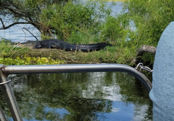 Gator Bait Airboat Adventure Tours - Vero Beach, FL: An Exciting Wildlife Experience