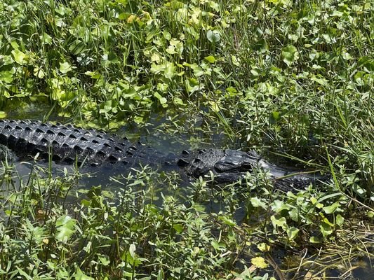 Gator Bait Airboat Adventure Tours - Vero Beach, FL: An Exciting Wildlife Experience