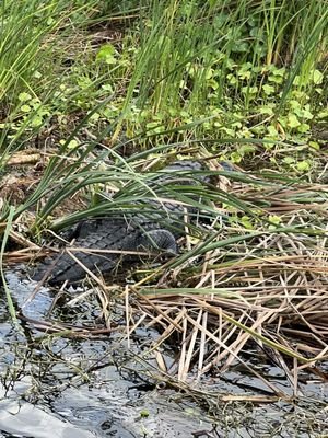 Gator Bait Airboat Adventure Tours - Vero Beach, FL: An Exciting Wildlife Experience