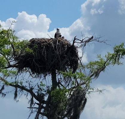 Gator Bait Airboat Adventure Tours - Vero Beach, FL: An Exciting Wildlife Experience
