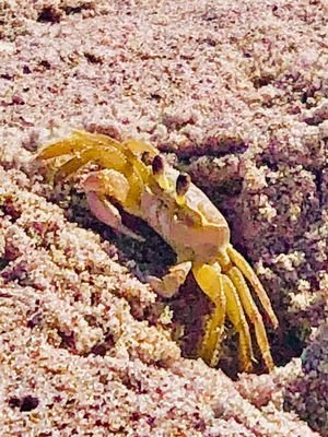 Paradise Beach  Park: A Seaside Escape in Indialantic, FL