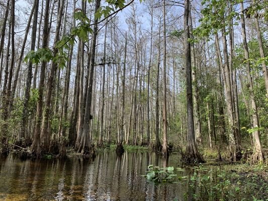 The Paddling Center At Shingle Creek - Orlando, FL: Experience the Beauty of Kayaking and Paddleboarding
