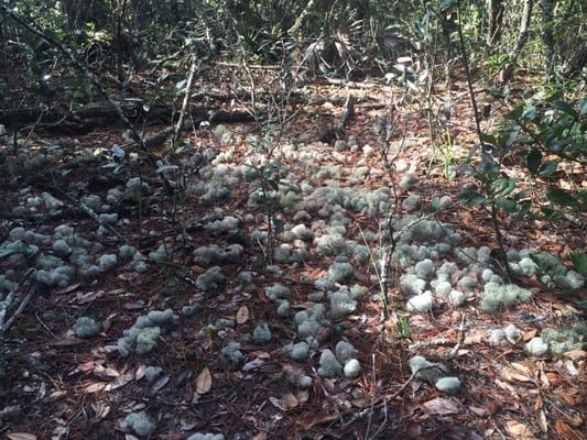 Chuluota Wilderness Area: A Hidden Gem in Oviedo, FL