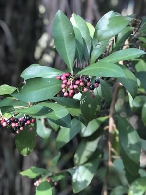 Erna Nixon Park: A Serene Escape in Melbourne, FL