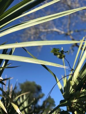 Erna Nixon Park: A Serene Escape in Melbourne, FL