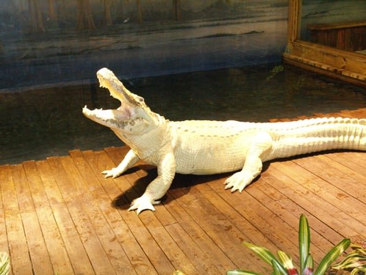 Gatorland - The Ultimate Orlando Experience Gatorland - The Ultimate Orlando Experience