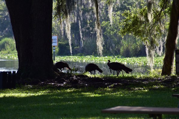 Hontoon Island State Park: A Nature Lovers Paradise in DeLand, FL Hontoon Island State Park: A Nature Lovers Paradise in DeLand, FL