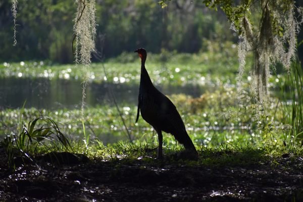 Hontoon Island State Park: A Nature Lovers Paradise in DeLand, FL Hontoon Island State Park: A Nature Lovers Paradise in DeLand, FL