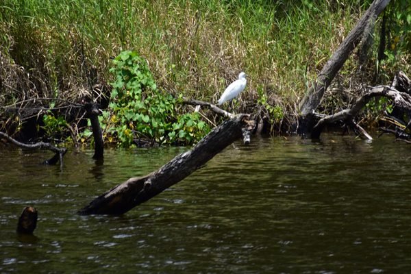 Hontoon Island State Park: A Nature Lovers Paradise in DeLand, FL Hontoon Island State Park: A Nature Lovers Paradise in DeLand, FL