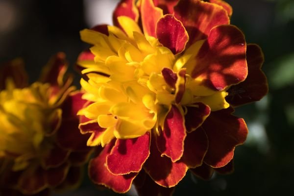 Mead Botanical Garden: A Serene Oasis in Winter Park, FL