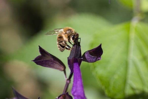 Mead Botanical Garden: A Serene Oasis in Winter Park, FL