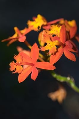 Mead Botanical Garden: A Serene Oasis in Winter Park, FL