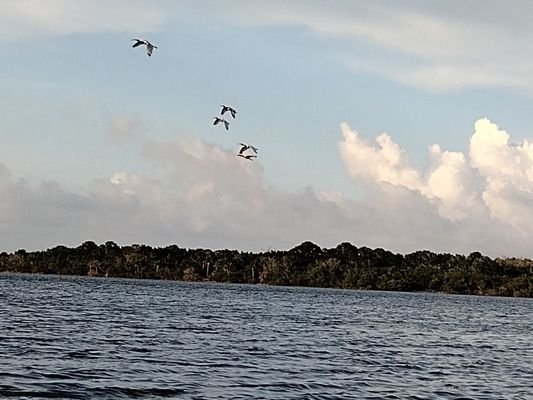 A Day Away Kayak Tours - Explore the Bioluminescence Experience
