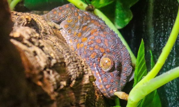 Central Florida Zoo  Botanical Gardens - A Family-Friendly Destination in Sanford, FL