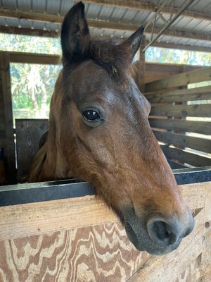 Cheyne Ranch - A Hidden Gem in Oviedo, FL