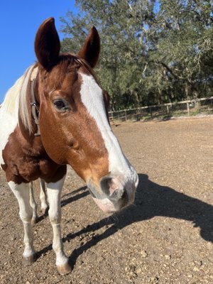 Cheyne Ranch - A Hidden Gem in Oviedo, FL