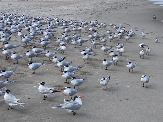 Explore Playalinda Beach in Titusville, FL
