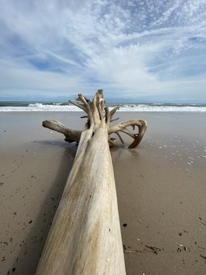 Explore Playalinda Beach in Titusville, FL