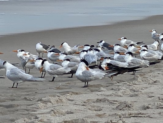 Explore Playalinda Beach in Titusville, FL