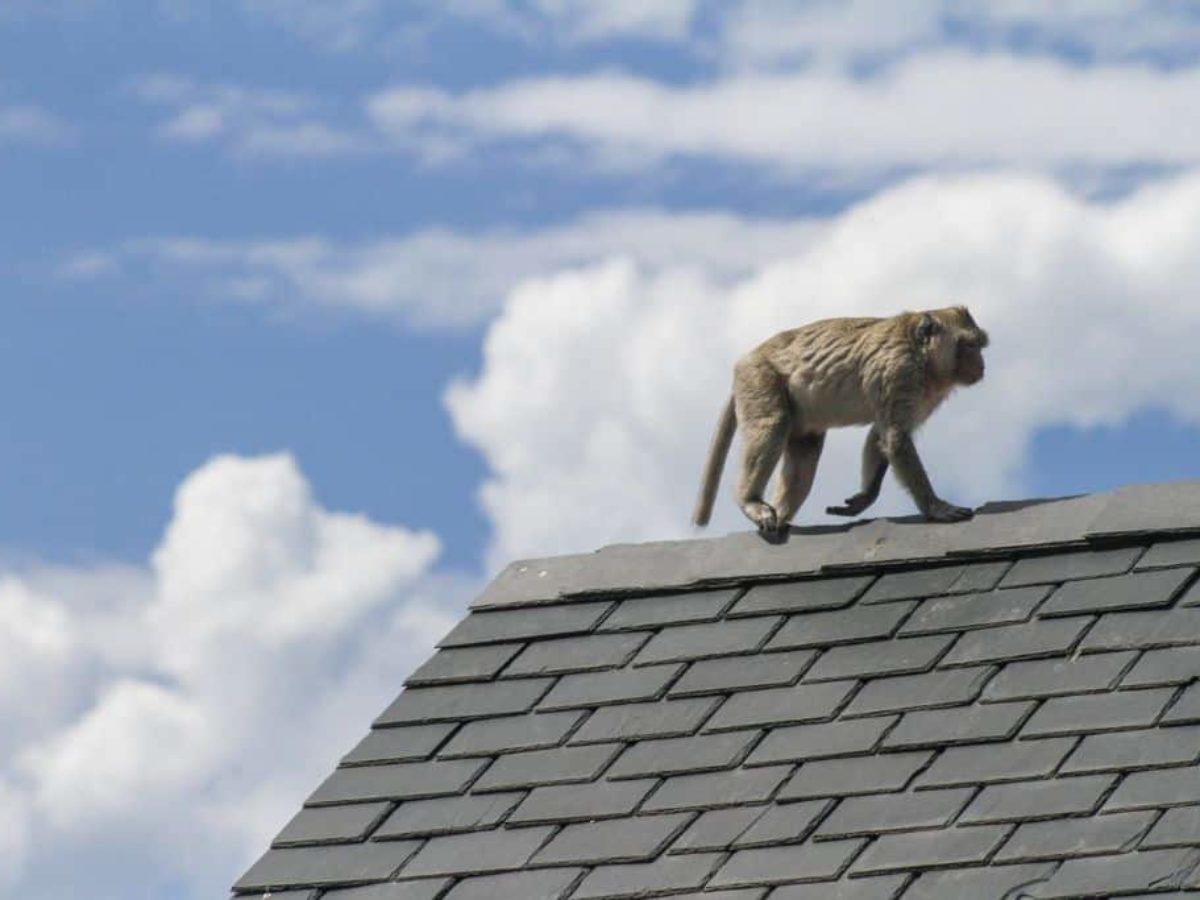 Understanding the Behavior of Urban Wildlife