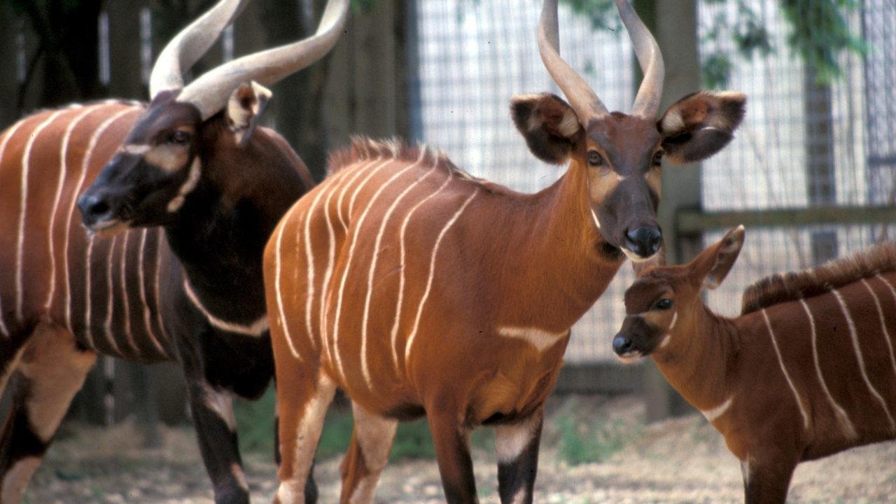 Nurturing​ Future Generations:⁤ Insights​ into​ Eastern Bongo Conservation Efforts