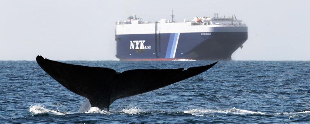 Understanding⁢ the Impact of Boat Strikes⁣ on ​Marine Wildlife