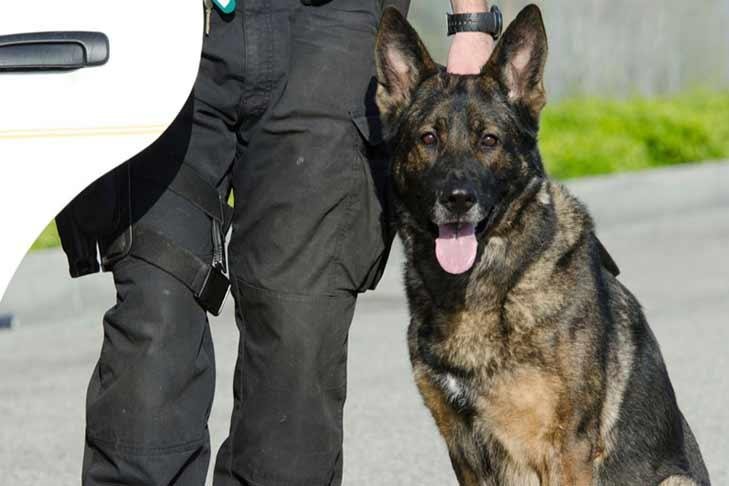 Training and Support for Canine Officers in Law Enforcement