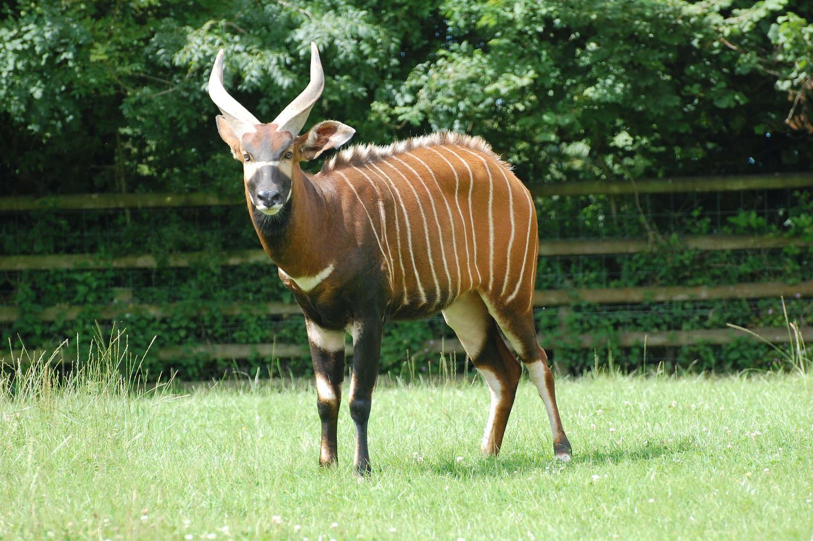 Support ⁣and Engage: Recommendations for Contributing to Eastern Bongo Preservation Initiatives