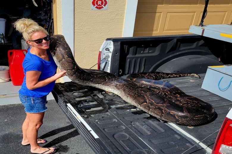 Exploring the Impact of Invasive ​Burmese Pythons ⁤on Floridas Ecosystem