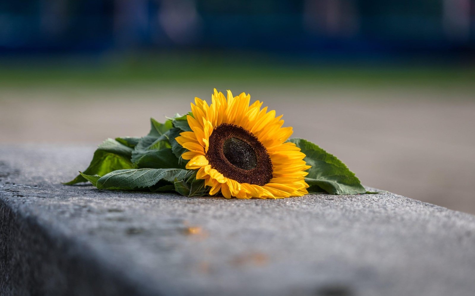 Tragic Loss: Remembering a Cherished Physician in Palm Bay