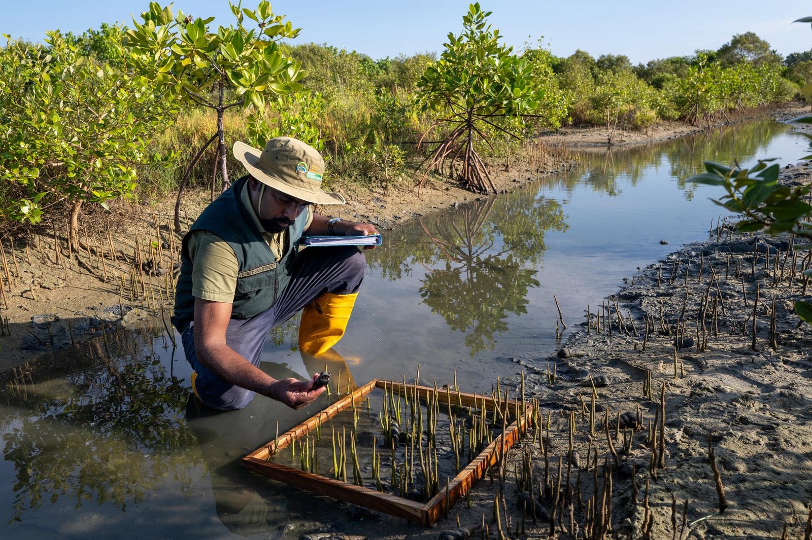 Best Practices for Effective Mangrove ⁢Restoration: Insights ⁢from​ the Workshop