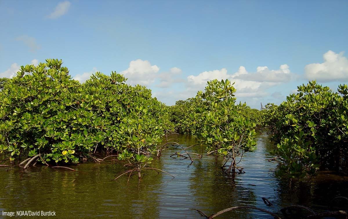 Unveiling the Importance of Mangrove Ecosystems in Coastal Resilience