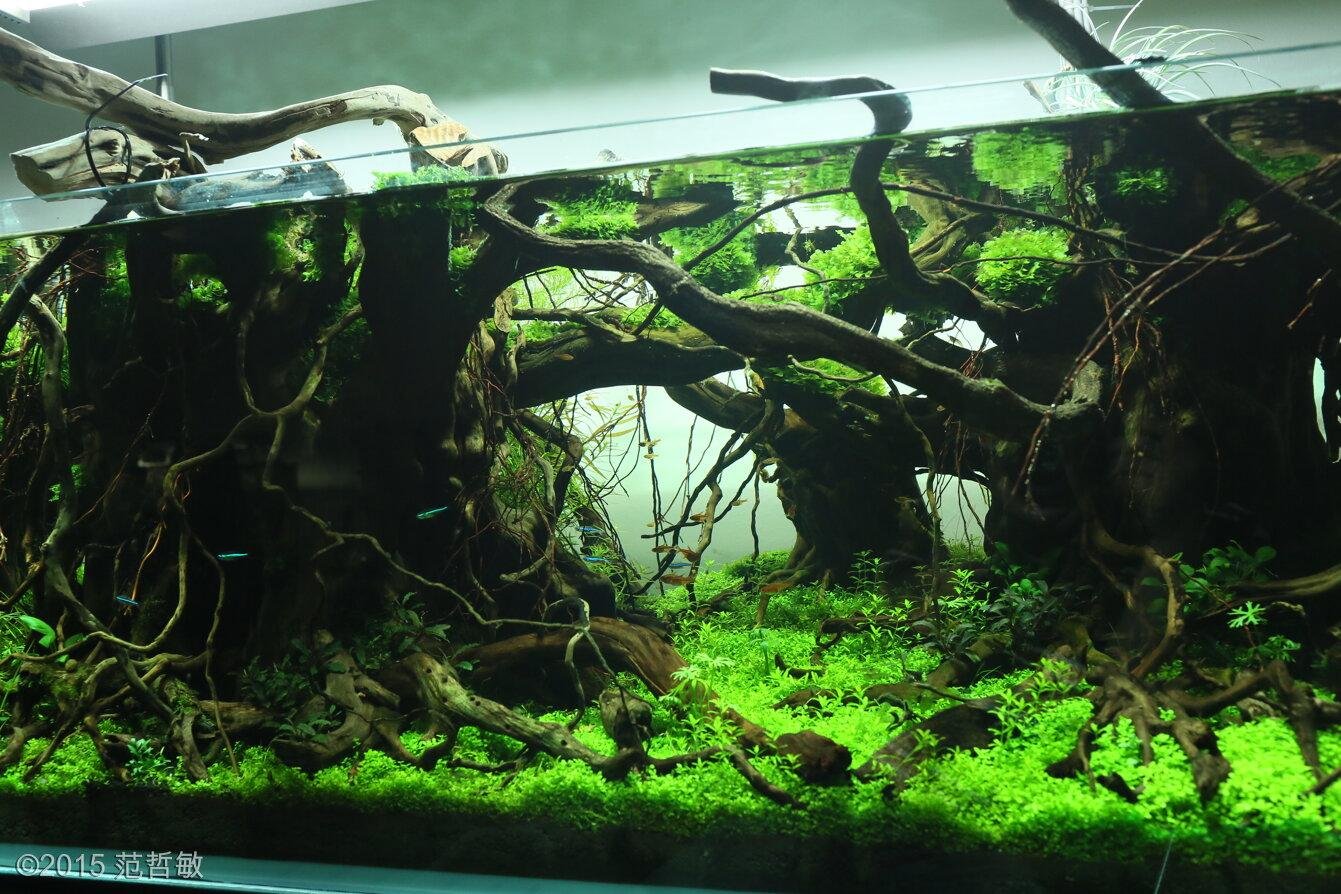 Engaging the Community: Educational Opportunities‌ at the Bowen Aquarium