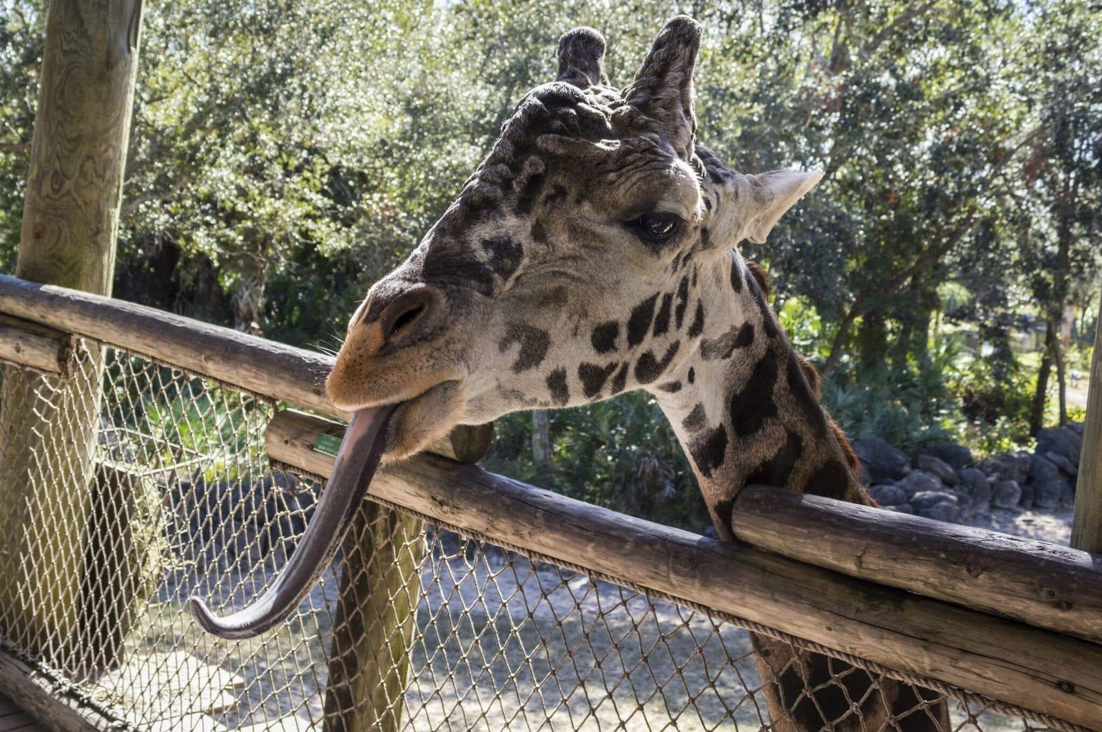 Brevard Zoo Unveils Plans for the ‍Bowen Aquarium and Conservation Center