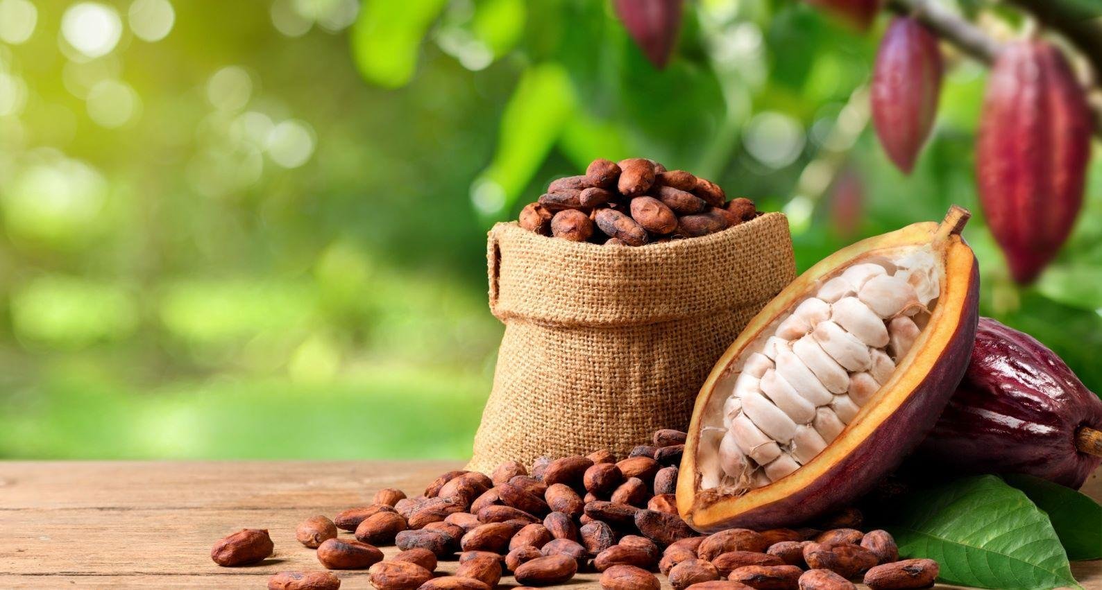 Cocoa/Rockledge Holiday Parade‌ Unveils Innovative Quiet Zone for Enhanced Accessibility