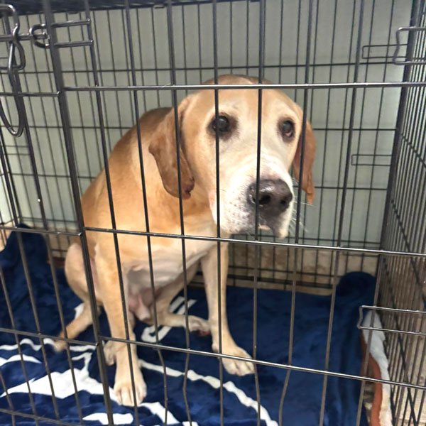 Dog Found Near Titusville KFC, Officials Seek Owner to Reunite Him With His Family