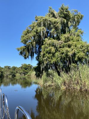 Black Hammock Adventures: A Thrilling Alligator Experience in Oviedo, FL