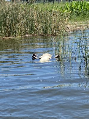 Black Hammock Adventures: A Thrilling Alligator Experience in Oviedo, FL
