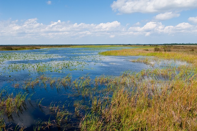 Buck Lake Conservation Area - A Tranquil Escape in Mims, FL