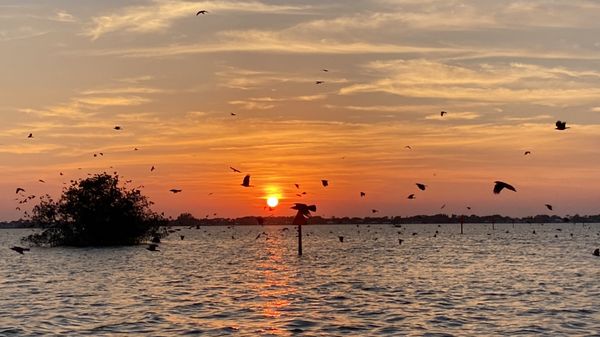 Cocoa Beach Dolphin Tours: A Spectacular Experience on the Indian River Queen