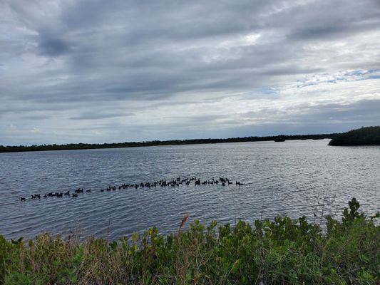 Merritt Island National Wildlife Refuge: A Scenic Nature Drive at Titusville, FL