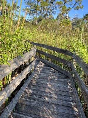 Brevard Museum of History  Natural Science: Discover the Rich History and Natural Wonders of Cocoa, FL