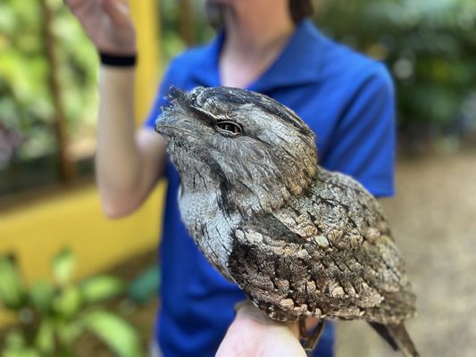 Discover the Magic of Discovery Cove in Orlando, FL